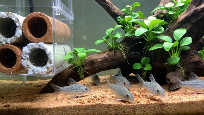 5 New Aquarium Syndrome Solutions You Must Know