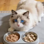 5 Effective Methods to Help Obese Cats Lose Weight Safely