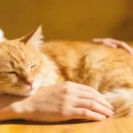 Digestive Health Is the #1 Concern: 68% of Pet Owners Are Buying This Type of Treat — Are You Choosing the Right One?